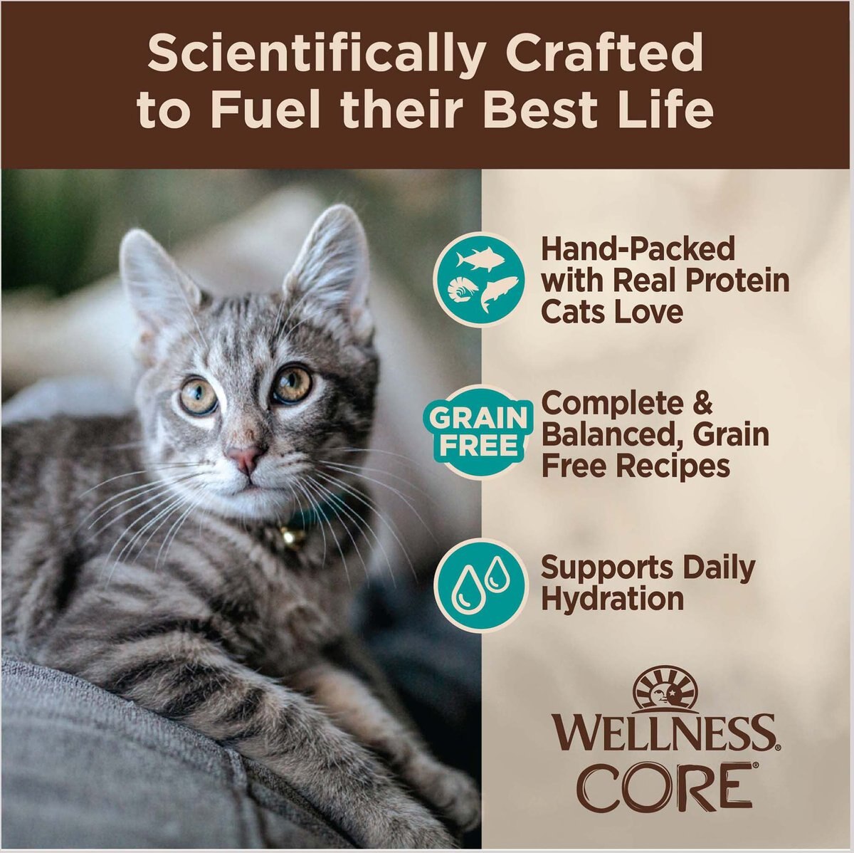 Wellness CORE Signature Selects Seafood Variety Pack Flaked Wet Cat Food  5.3-oz can， case of 12