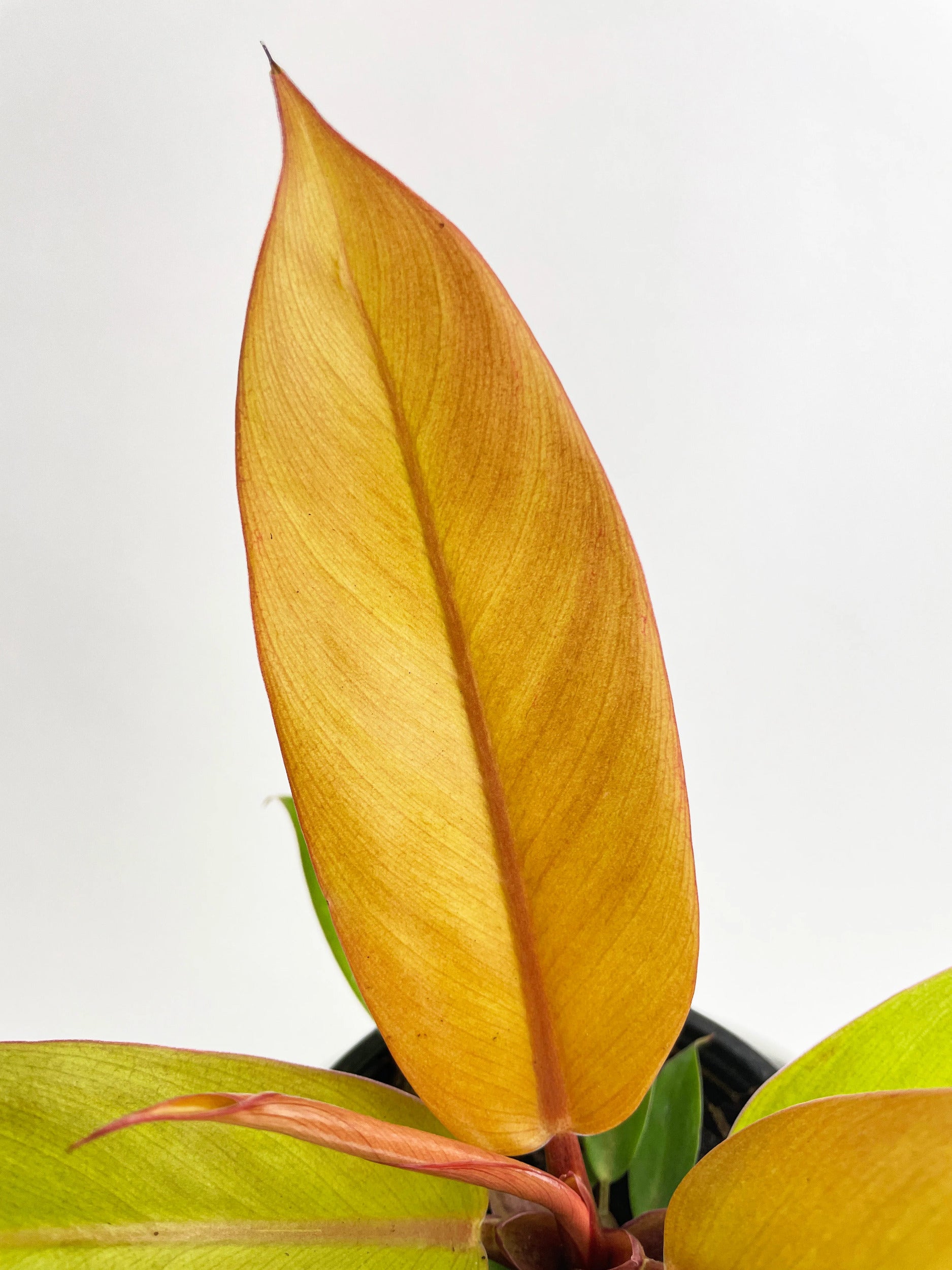 Philodendron Prince of Orange