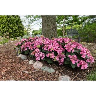 Endless Summer 3 Gal. Pop Star Reblooming Hydrangea Flowering Shrub with Electric Blue or Pink Lacecap Flowers HYDGA3MPS1PK