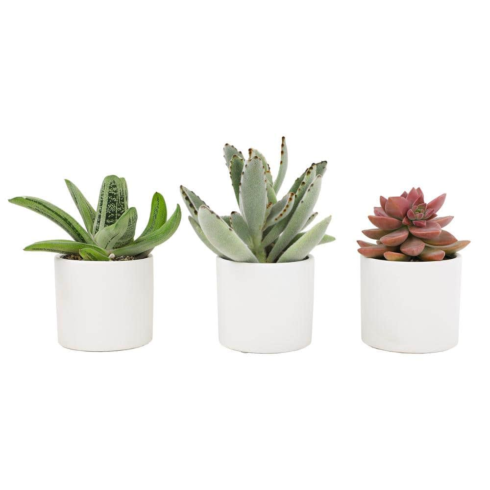 SMART PLANET 2.5 in. Assorted Succulent 3-Pack in White Glazed Clay Pot 0872546