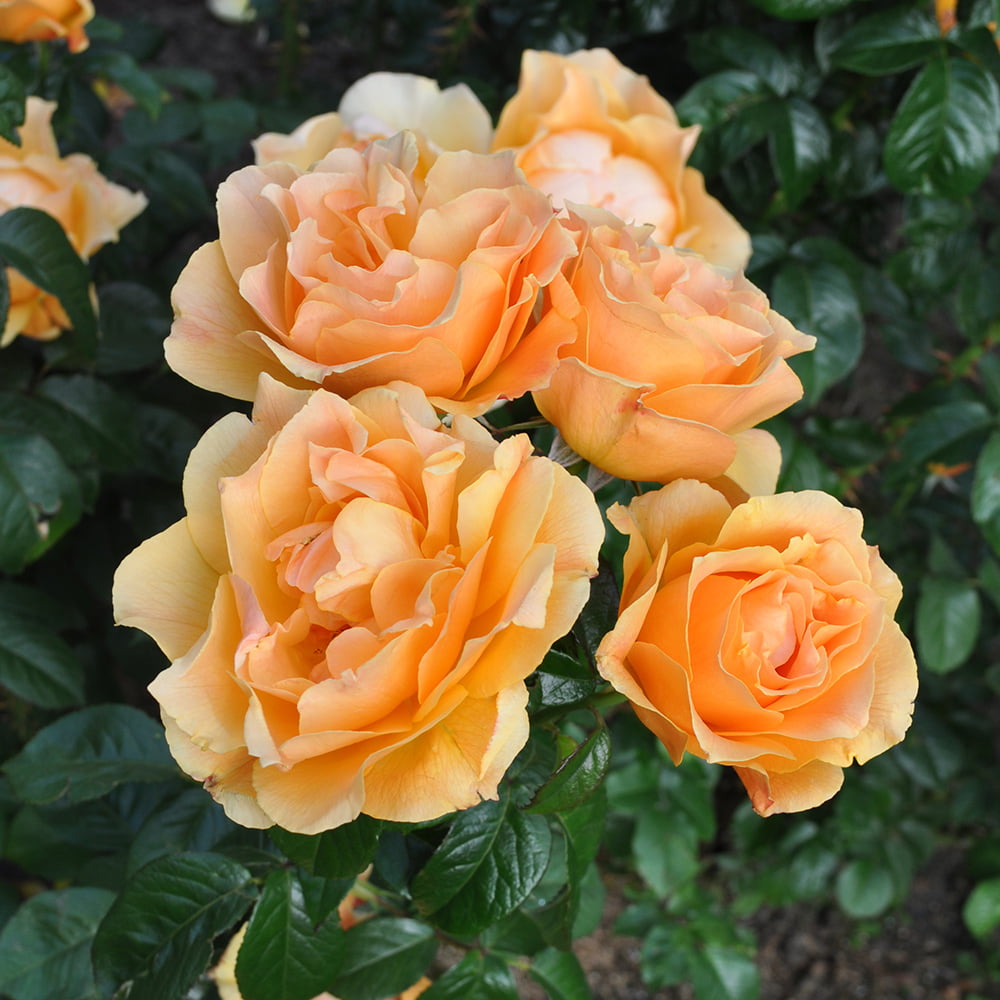 Heirloom Roses Yellow Rose Bush - Easy Going™ Shrub Rose - Live Plants For Outdoors