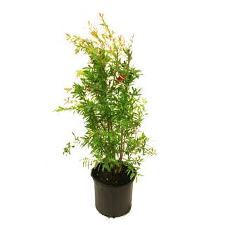 5 Gal. pot Wonderful Pomegranate Tree POMWON05G
