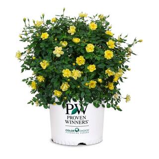 PROVEN WINNERS 2 Gal. Oso Easy Lemon Zest Rose Plant with Sunny Canary Yellow Flowers 16843