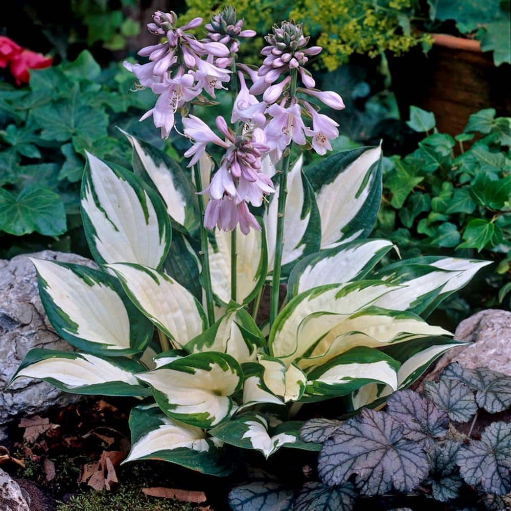 VAN ZYVERDEN Lavender Hosta Fire and Ice Roots (3-Pack) 83780