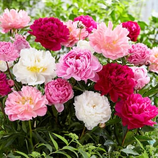 VAN ZYVERDEN Mixed Color Peonies Mammoth Sized Roots Blend (3-Pack) 83489