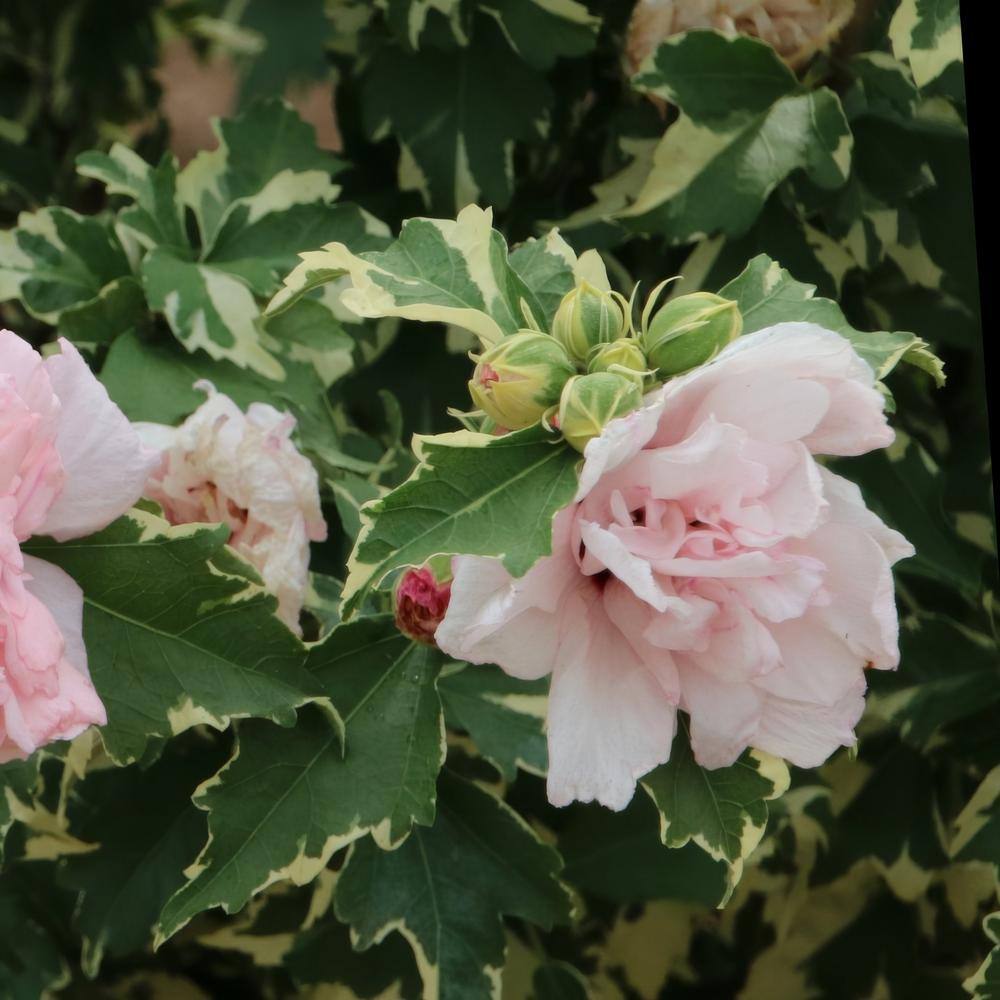 national PLANT NETWORK Hibiscus Sugar Tip Rose of Sharon Tree 1-Piece HD1540