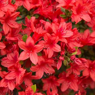national PLANT NETWORK 2.25 Gal. Azalea Midnite Flare Flowering Shrub with Red Blooms HD7007