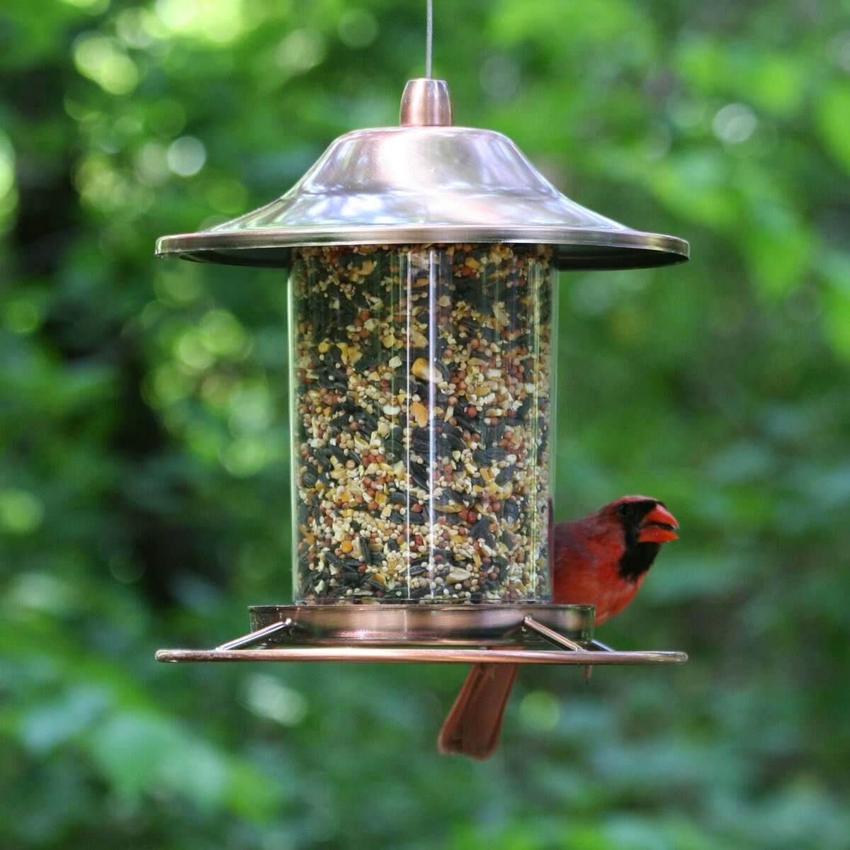 Perky-Pet Panorama Bird Feeder