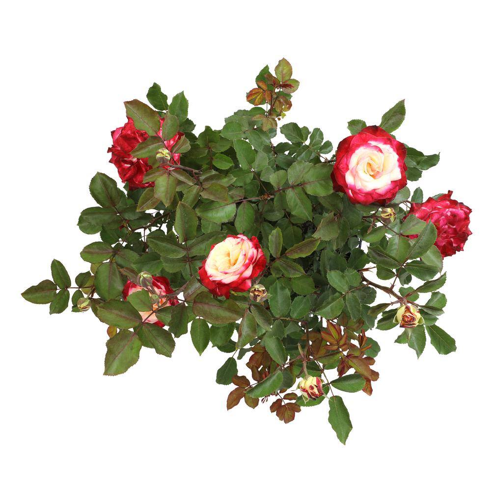 ALTMAN PLANTS My Bouquet 8 qt. Rose Creamy White Blossom With Red Edges (White Lies) 0872932