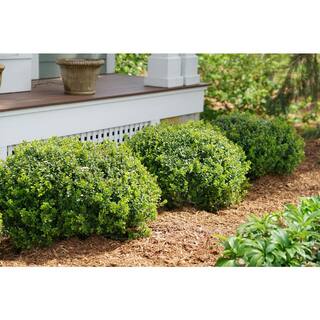 PROVEN WINNERS 1 Gal. Sprinter Boxwood (Buxus) Live Evergreen Shrub Green Foliage 20876