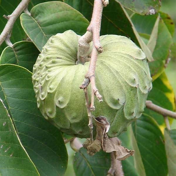 Annona cherimola, Hanuman Phal ( Grafted ) - Plant