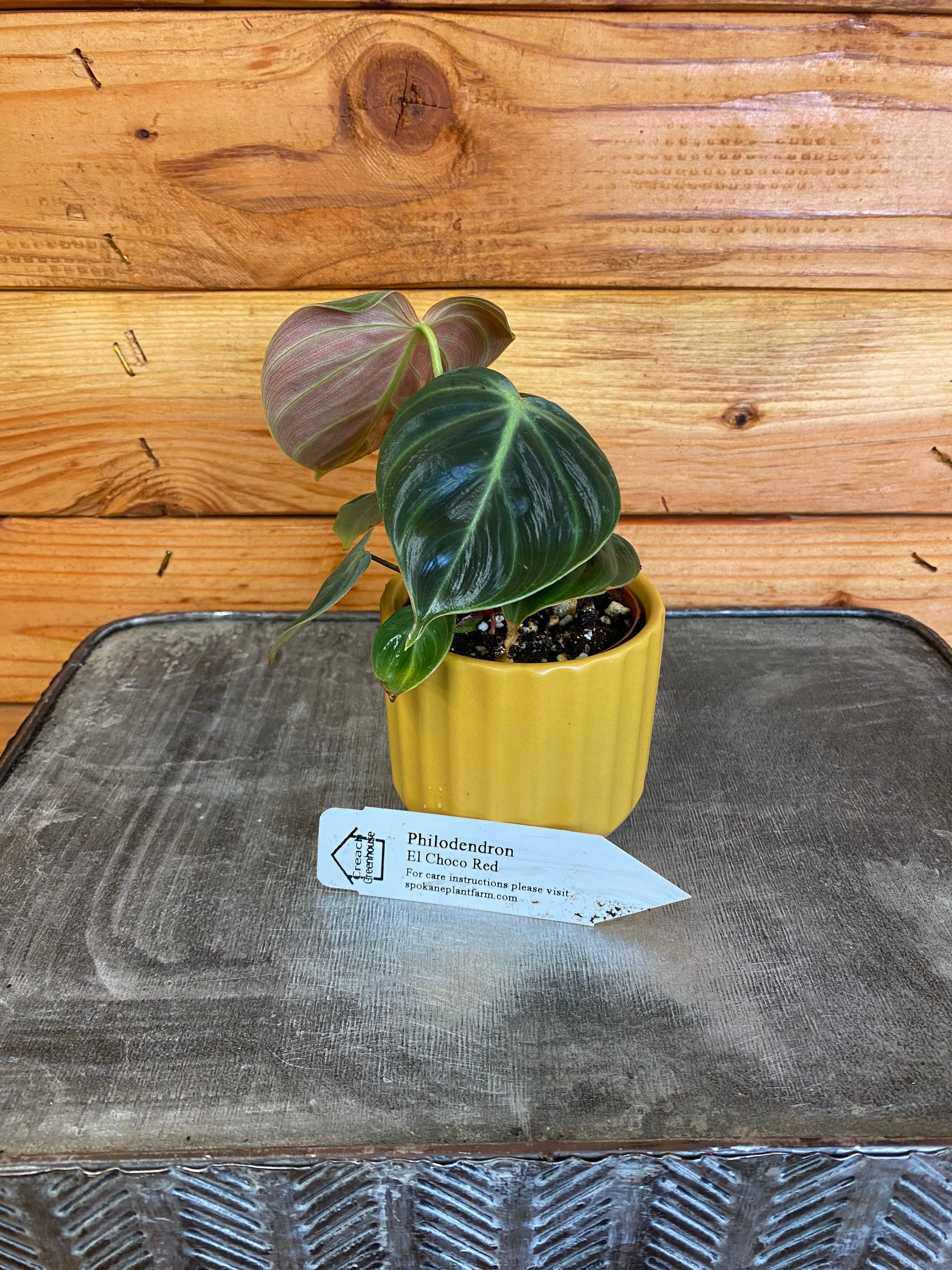 Philodendron El Choco Red， 2