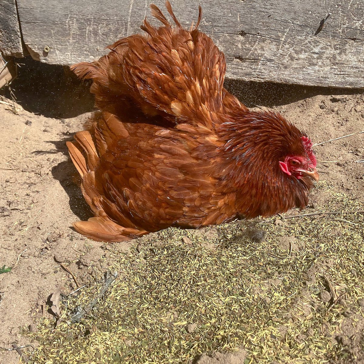 Pampered Chicken Mama MiteBGone Poultry Coop and Dust Bath Herbs