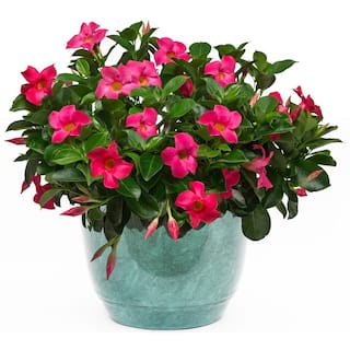 Rio 3.1 Gal. (#12) Patio Upgrade Dipladenia Flowering Annual Shrub with Red Pink or White Shades of Blooms 1002432947