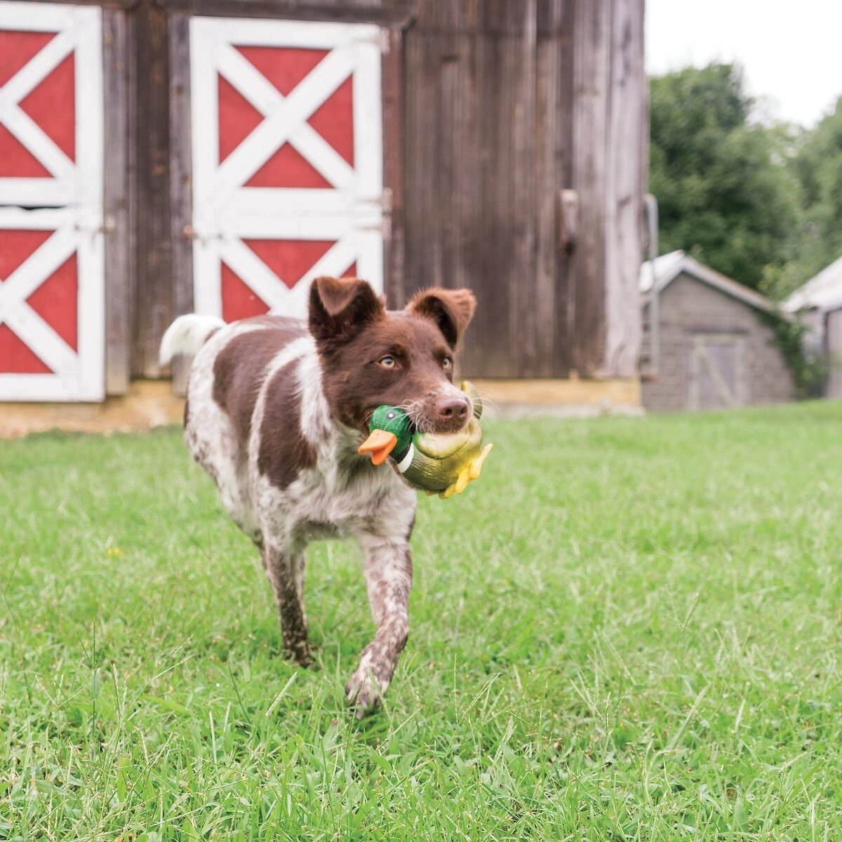 PetSafe Busy Buddy Latex Meeze Duck Squeaky Dog Toy