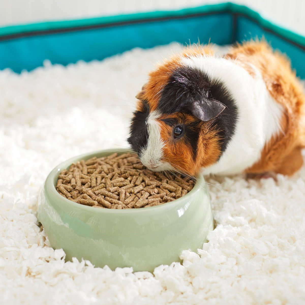 Mazuri Timothy-Based Guinea Pig Food