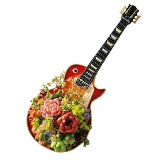 Cesicia Succulent Plants Collection Flowers with Guitar Decorative Base DRZWPlant28