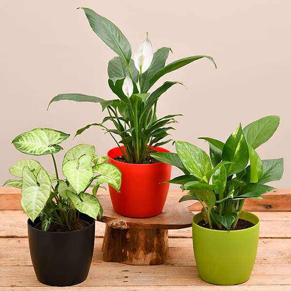 Air purifier plants packs