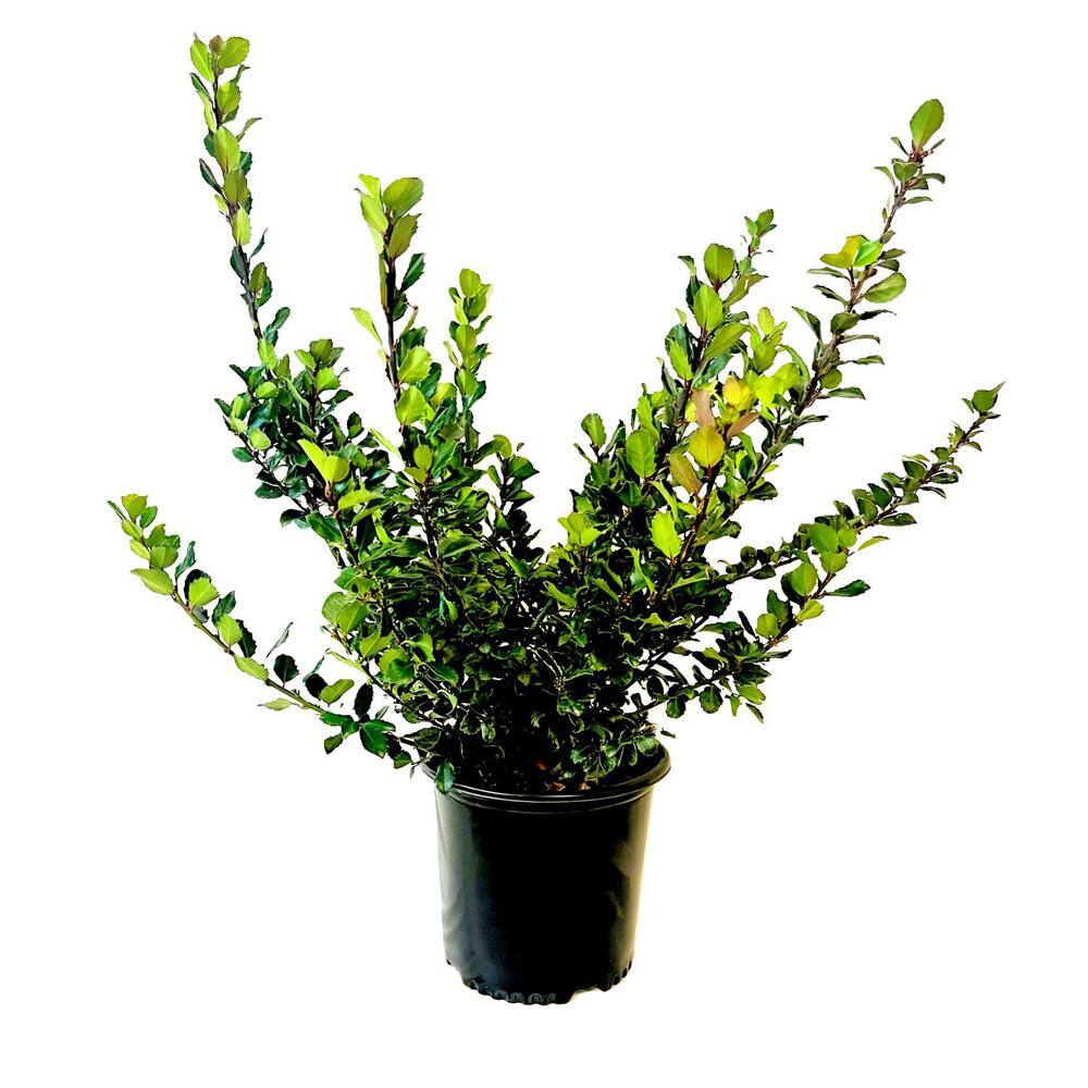 2.25 Gal. Holly 'Blue Prince' Ilex x Meserveae Evergreen Shrub With Dark Green Foliage (1 each) O474003