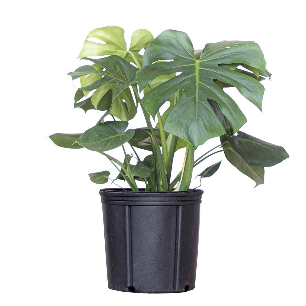 United Nursery Monstera Deliciosa Split-Leaf Philodendron Live Swiss Cheese Plant in 9.25 inch Grower Pot 21887