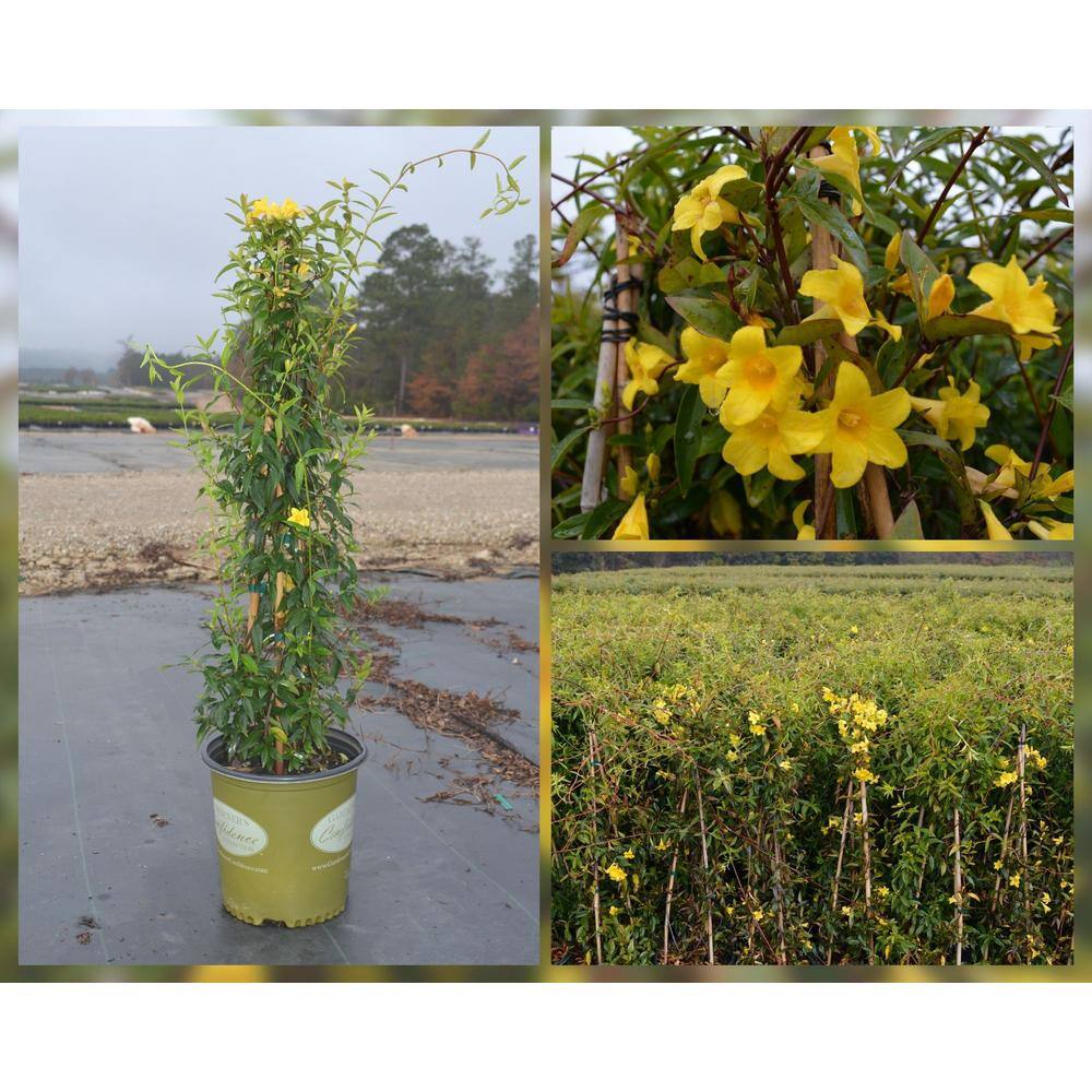 Vigoro 2 Gal. Echo Jasmine Duet Jessamine Climbing Vine Evergreen Plant with Yellow Fragrant Blooms in Spring and Fall 11043