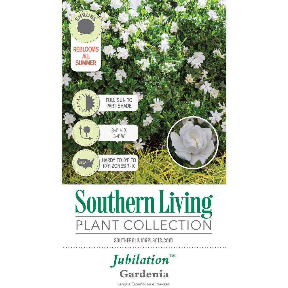 SOUTHERN LIVING 2.5 Qt. Jubilation Gardenia Live Evergreen Shrub White Fragrant Blooms 2096Q