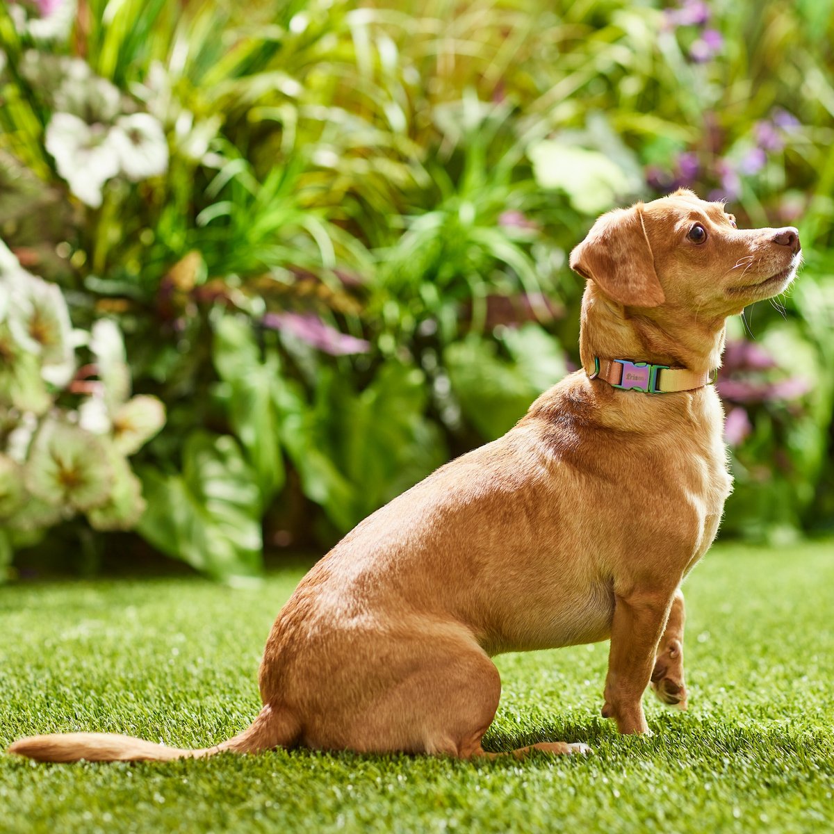 Frisco Pink Ombre Style Dog Collar