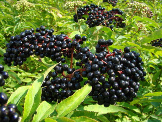 Cold Hardy Elderberry Sambucus nigra in a 2.5