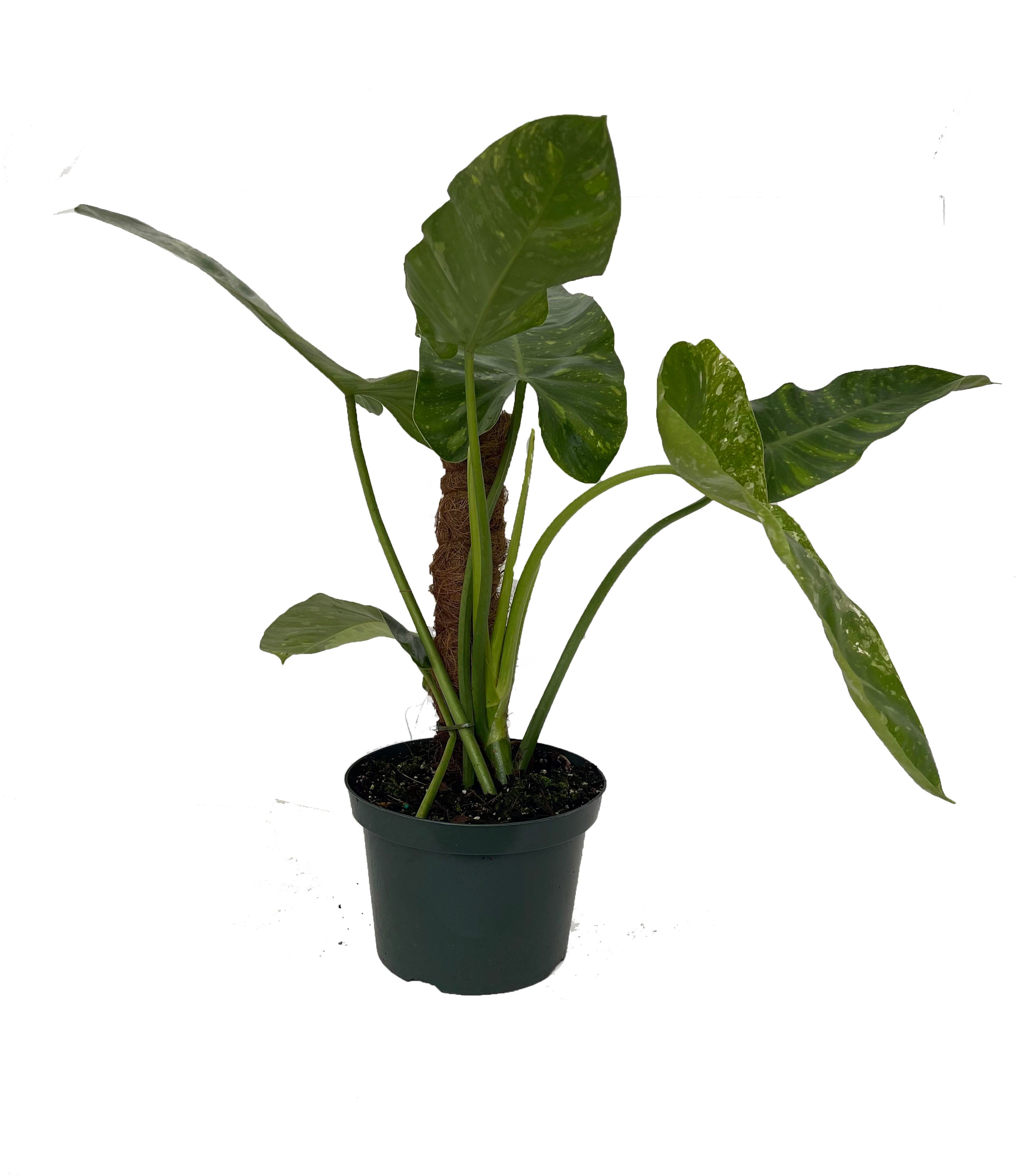 Rare Large Jose Buono Philodendron - 8