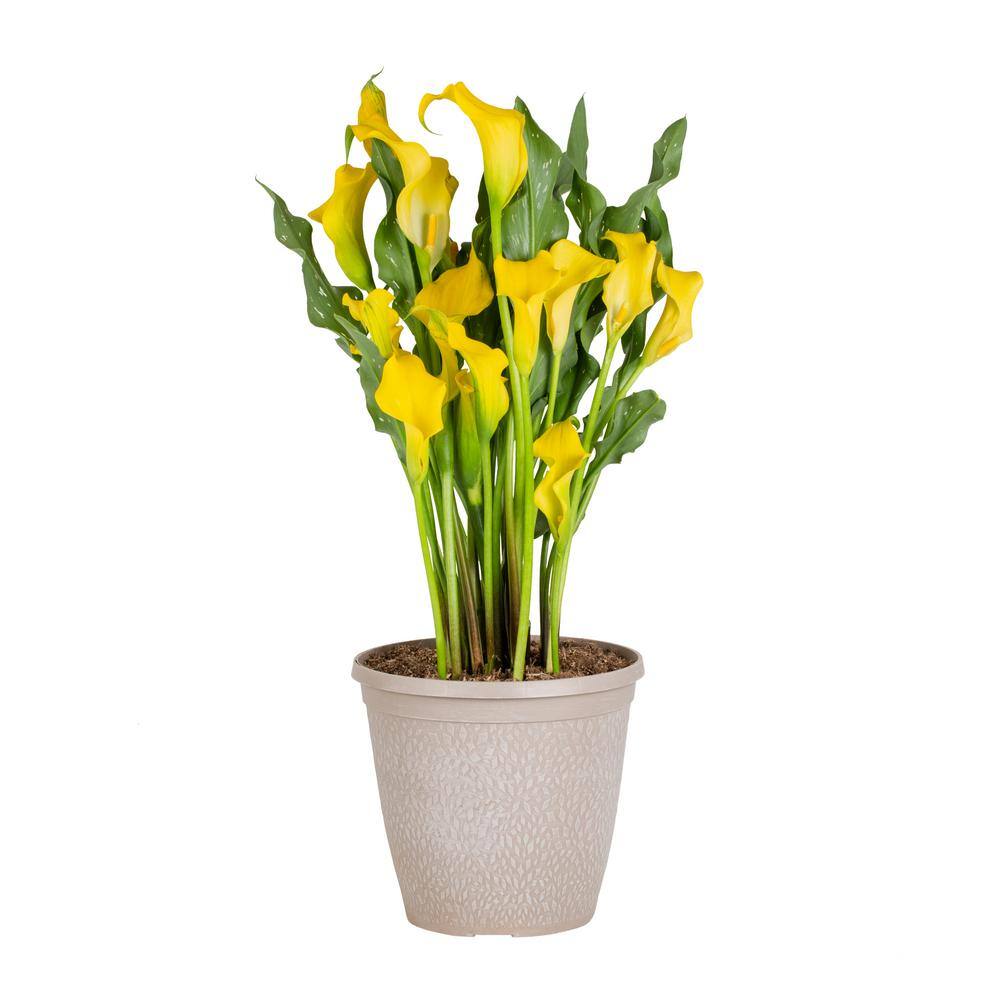 METROLINA GREENHOUSES 2.5 Qt. Captain Solo Yellow Calla Lily Plant 78838