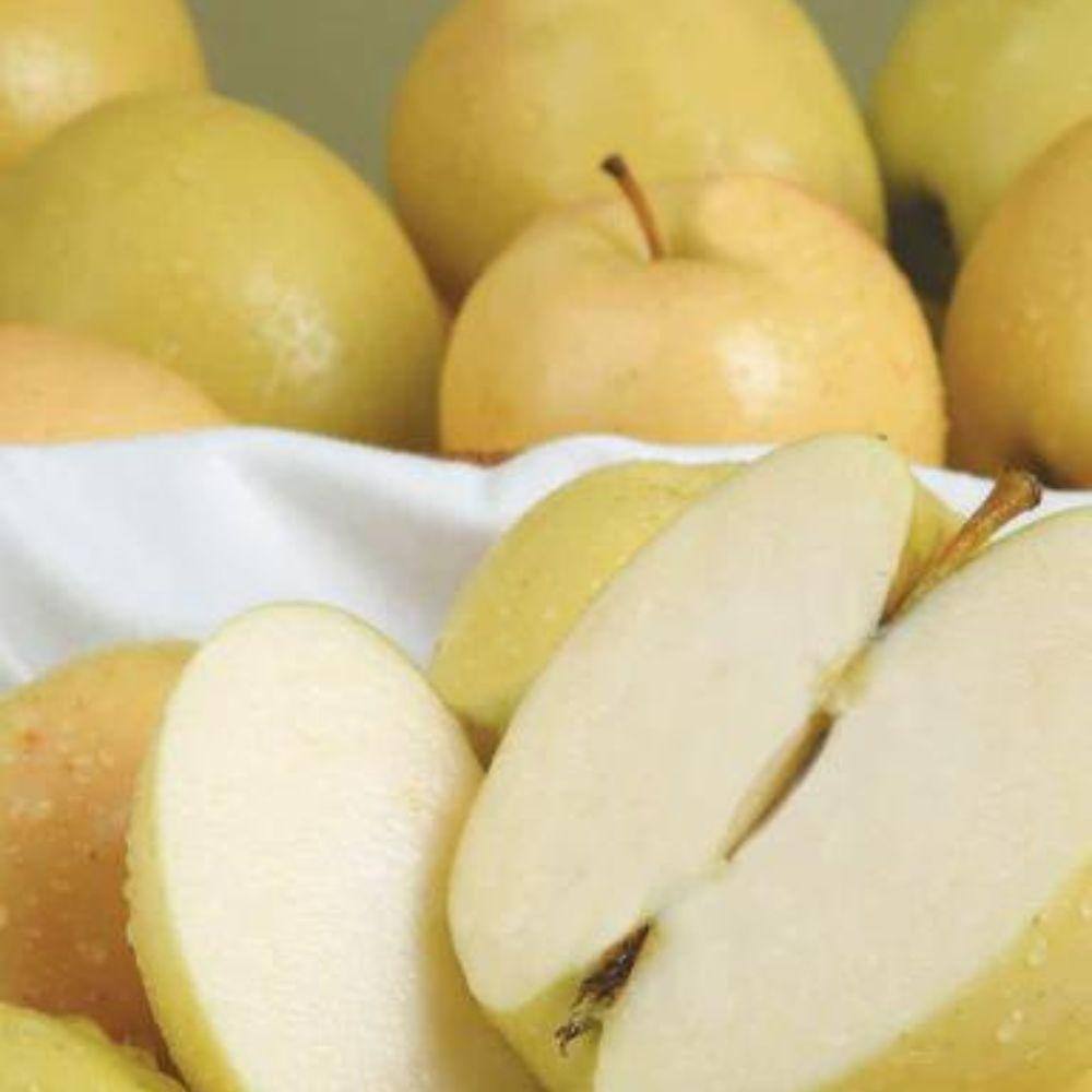 5 gal. Ein Shemer Apple Tree APPEIN05G
