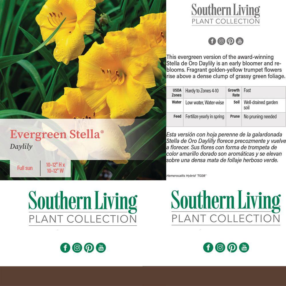 SOUTHERN LIVING 1 Gal. Evergreen Stella Daylily with Large Yellow Flowers 15030