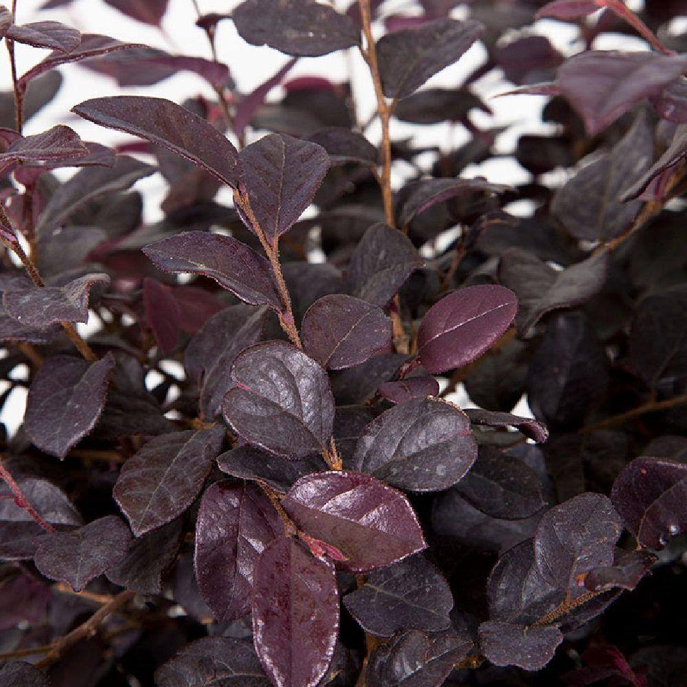 FLOWERWOOD 2.5 Gal - Ruby Loropetalum - Live Evergreen Shrub with Purple Foliage 39793FL