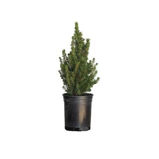 FLOWERWOOD 2.5 Qt. Dwarf Alberta Spruce Pyramidal Evergreen ShrubTree 4713Q