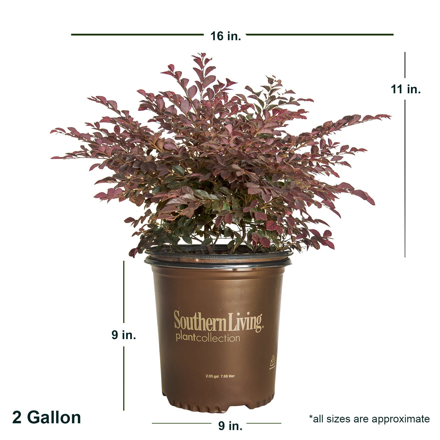 Purple Daydream Loropetalum (2 Gallon) Flowering Evergreen Shrub with Purple Foliage and Pink Blooms - Full Sun to Part Shade Live Outdoor Plant - Southern Living Plant Collection