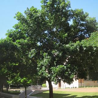 1 Gal. Bur Oak Deciduous Shade Tree OAKBUR01G