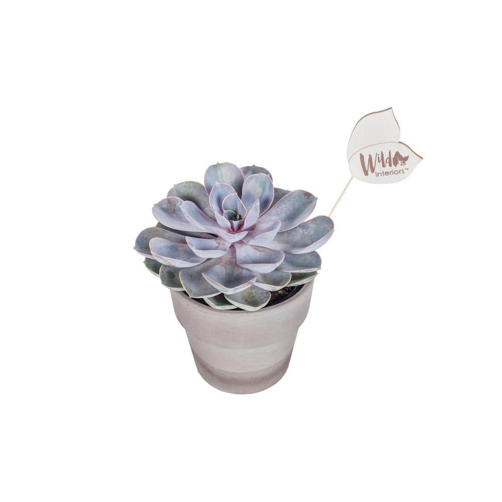 Wild Interiors 5 in. Purple Echeveria Succulent in Terra Cotta Pot 407256