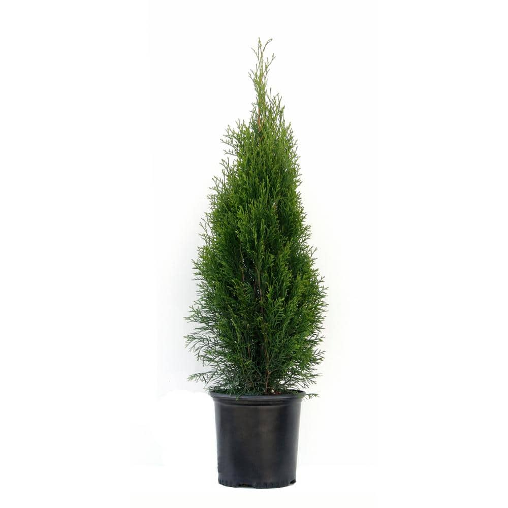 2.5 Qt. - Emerald Green Arborvitae (Thuja) Live Evergreen Shrub 1000043080