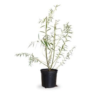 FLOWERWOOD 2.5 Gal Weeping Willow Tree Green Deciduous Tree 54413FL