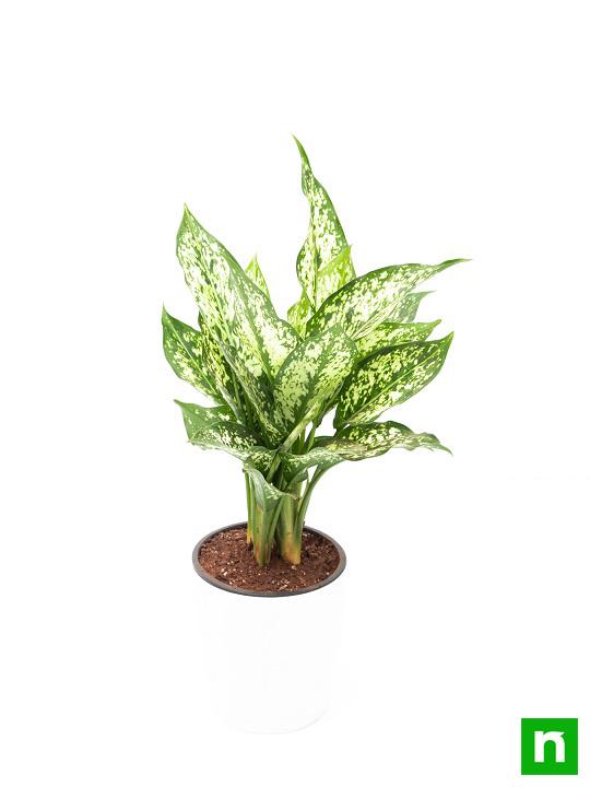 Aglaonema costatum, Chinese Evergreen (Green) - Plant