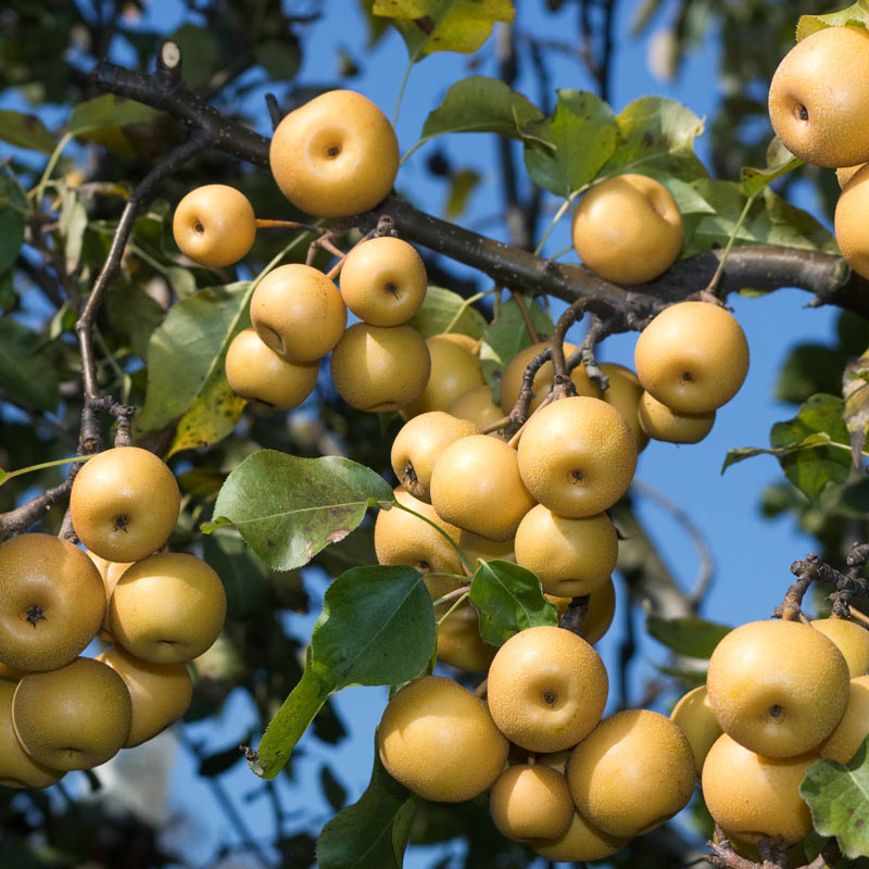 Dwarf Shinko Asian Pear Tree