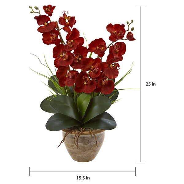 Seasonal Double Phalaenopsis Orchid Arrangement