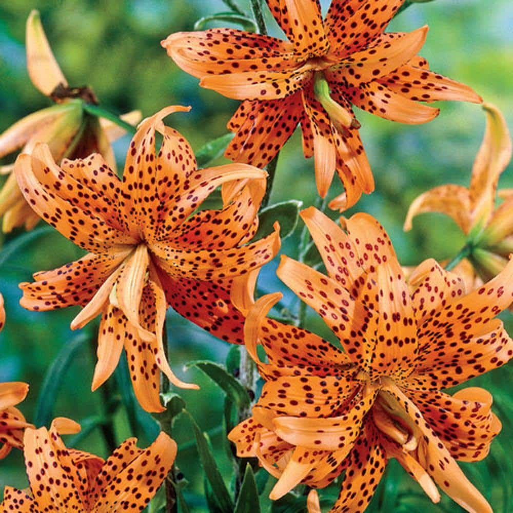 Breck's Double Tiger Lily Bulbs (3-Pack) 73710