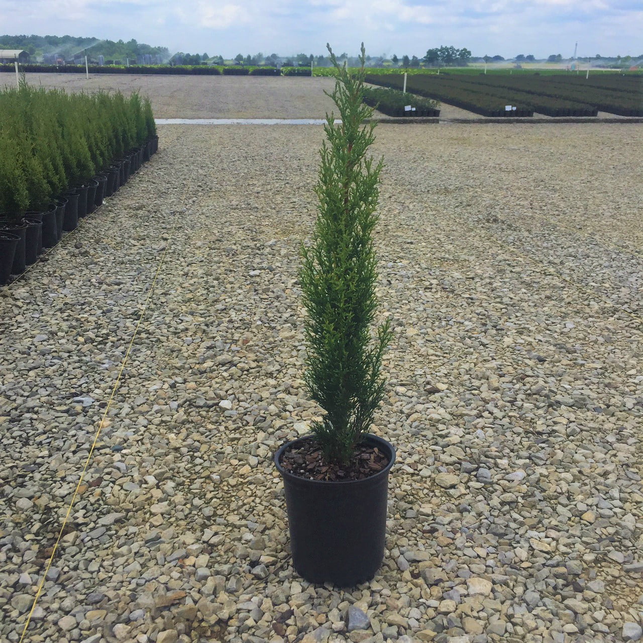 Italian Cypress (2.5 Quart) Narrow and Upright Evergreen Tree - Full Sun Live Outdoor Plant