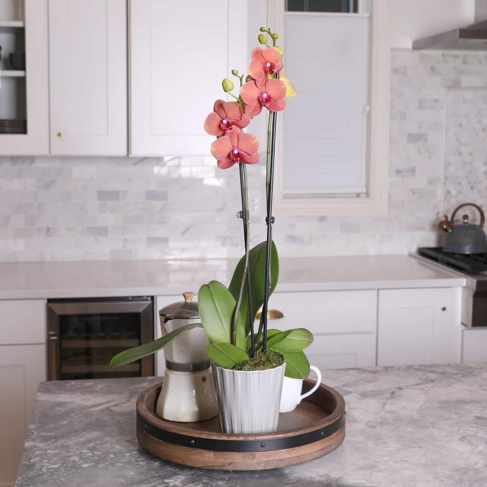 Just Add Ice Premium Orchid (Phalaenopsis) Salmon Plant in 5 in. Grey Ceramic Pottery J5018