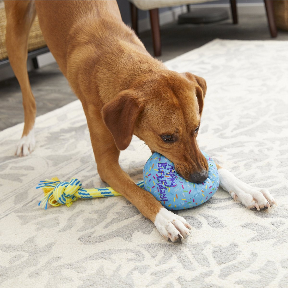 Frisco Birthday Balloon Dog Toy