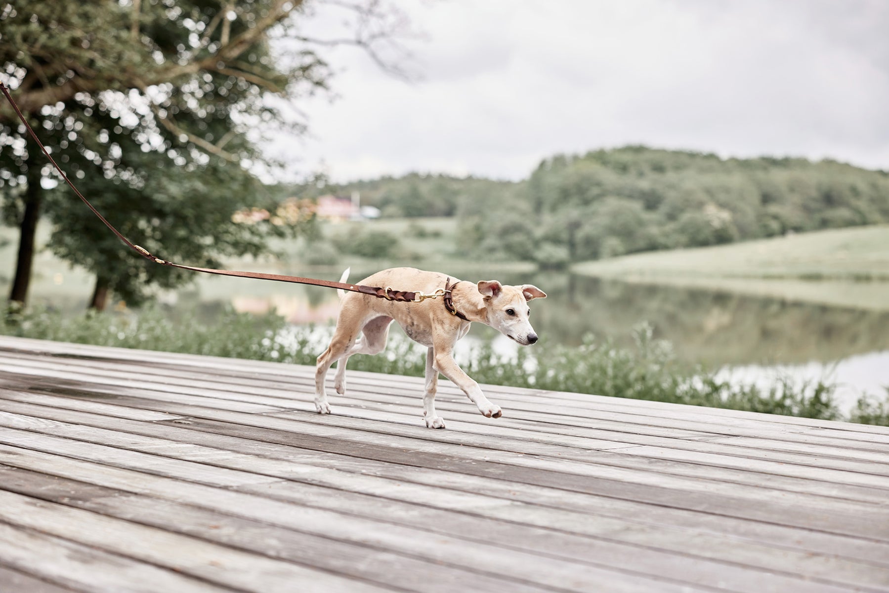 Robin Dog Leash - Choko