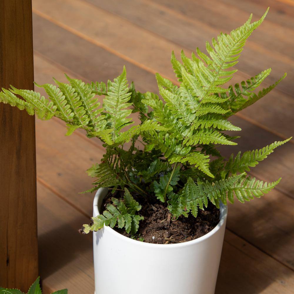 ALTMAN PLANTS 1 Gal. Autumn Fern (Dryopteris Erythrosora) Shrub Plant 0881280