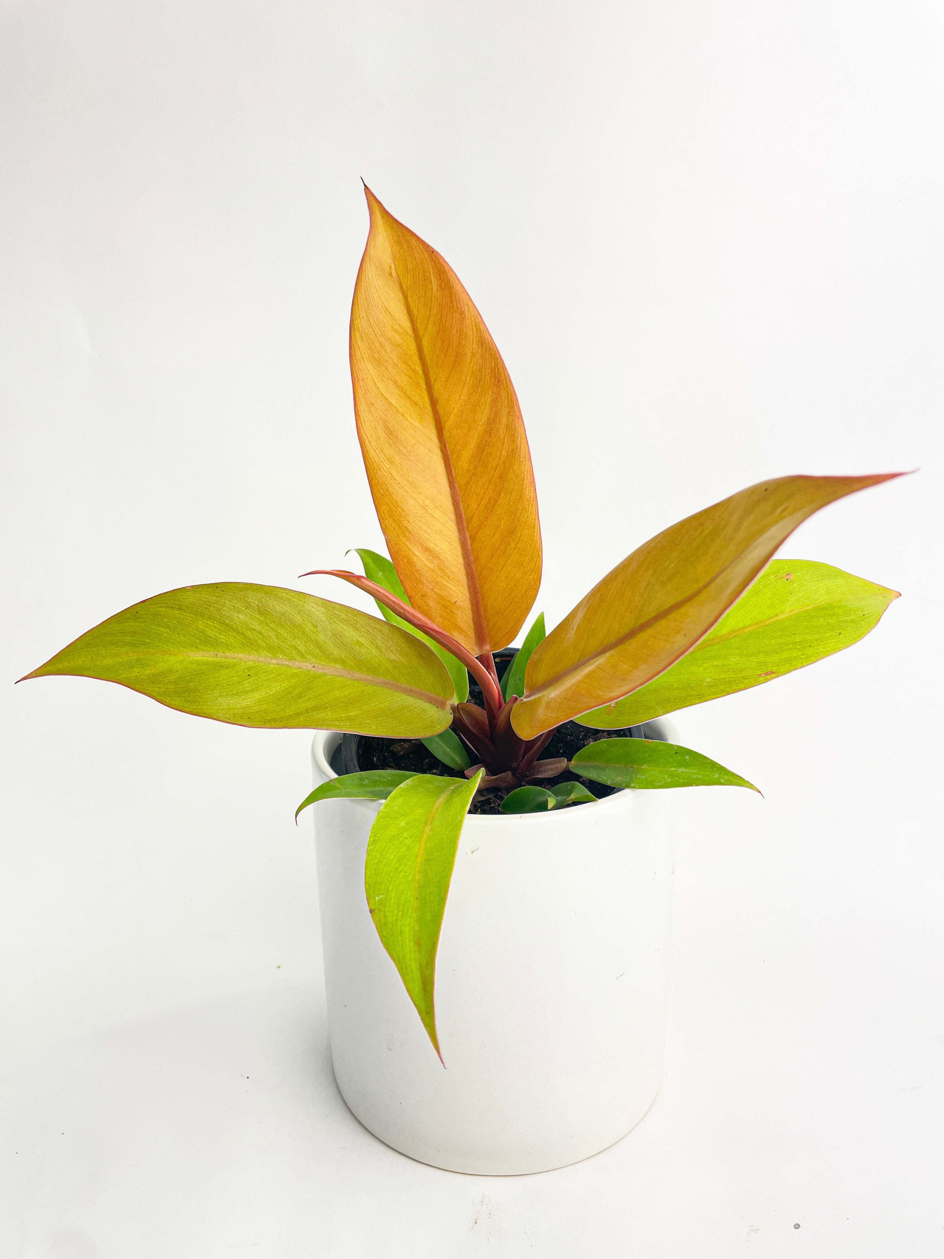 Philodendron Prince of Orange