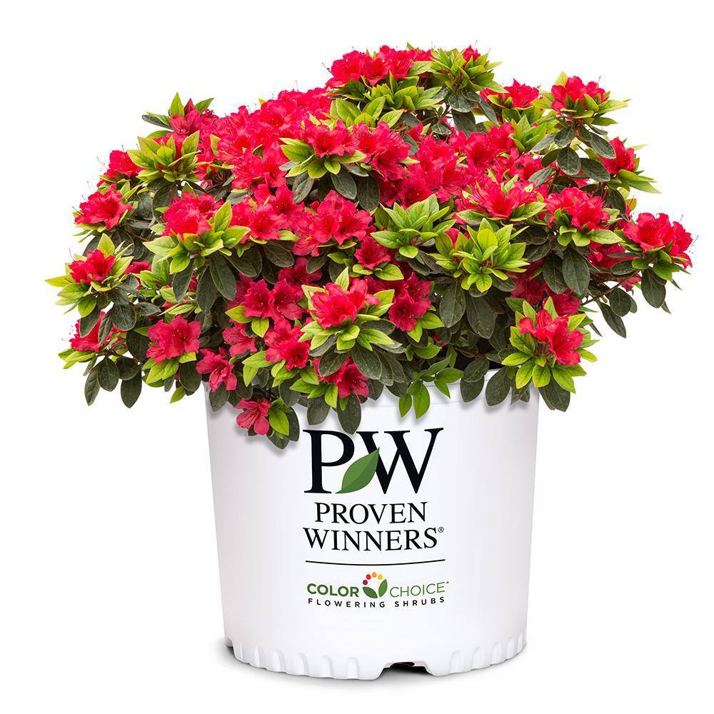 PROVEN WINNERS 2 Gal. Perfecto Mundo Red Azalea Shrub with Red Flowers 18181